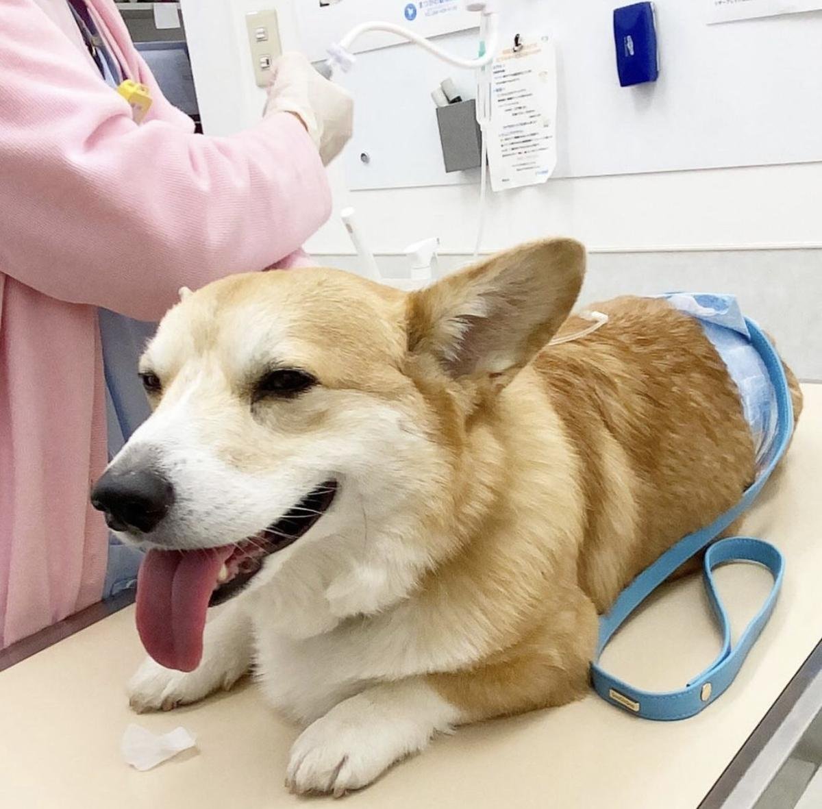 Chú Corgi nổi tiếng thế giới với tên gọi 'thánh biểu cảm' đã qua đời Ảnh 4