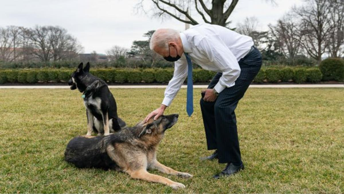 Chó cưng của ông Joe Biden phải rời Nhà Trắng sau khi lao vào cắn nhân viên an ninh Ảnh 3