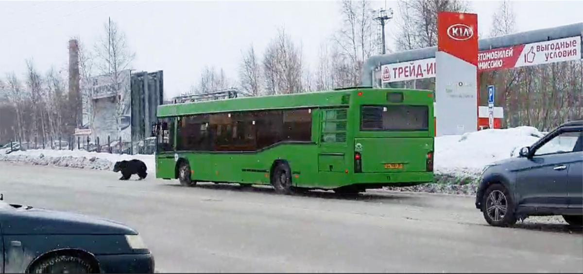 Đang đứng nghe điện thoại, người đàn ông 'chạy trối chết' khi bị gấu đuổi trên phố Ảnh 3