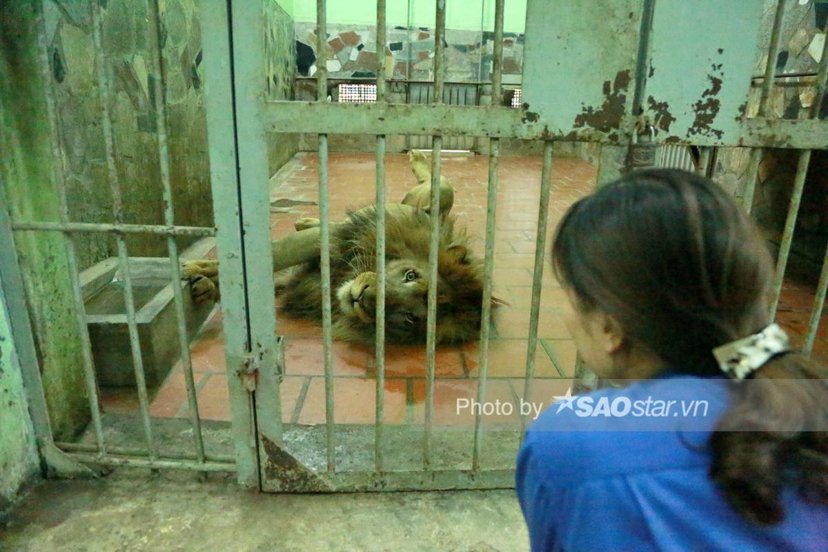 Người phụ nữ hàng chục năm chải bờm, chơi với hổ và sử tử nặng 200kg: 'Nó cũng tình cảm như con người' Ảnh 7