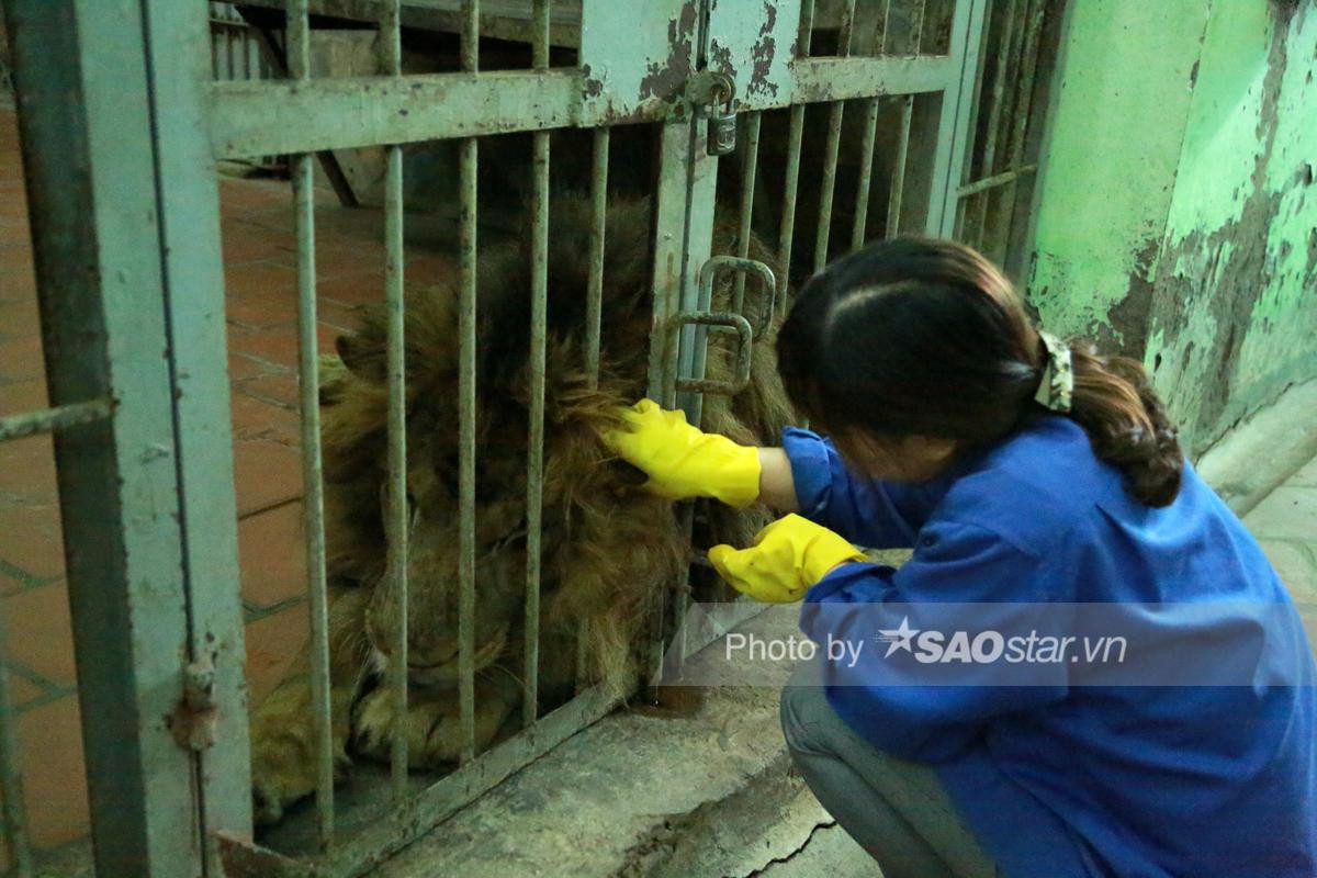 Người phụ nữ hàng chục năm chải bờm, chơi với hổ và sử tử nặng 200kg: 'Nó cũng tình cảm như con người' Ảnh 2