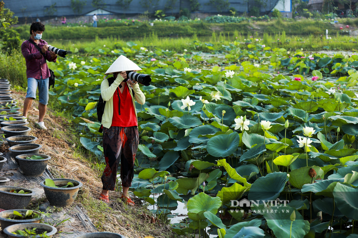 Hà Nội: Khám phá 'thiên đường sen' tuyệt đẹp có gần 200 loài sen Ảnh 12