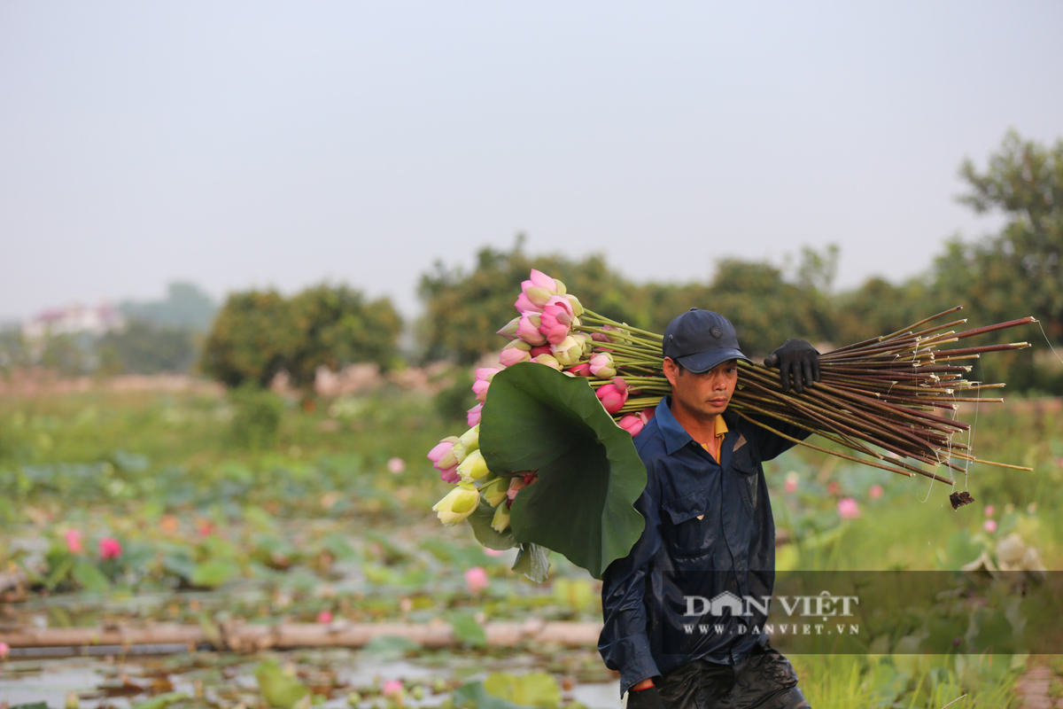 Hà Nội: Khám phá 'thiên đường sen' tuyệt đẹp có gần 200 loài sen Ảnh 8