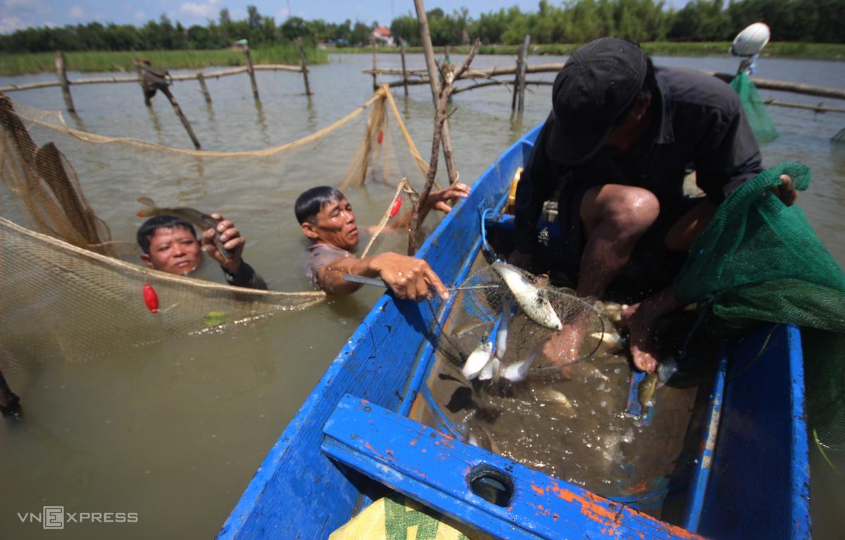 Mùa sen ở sông Đầm Ảnh 7