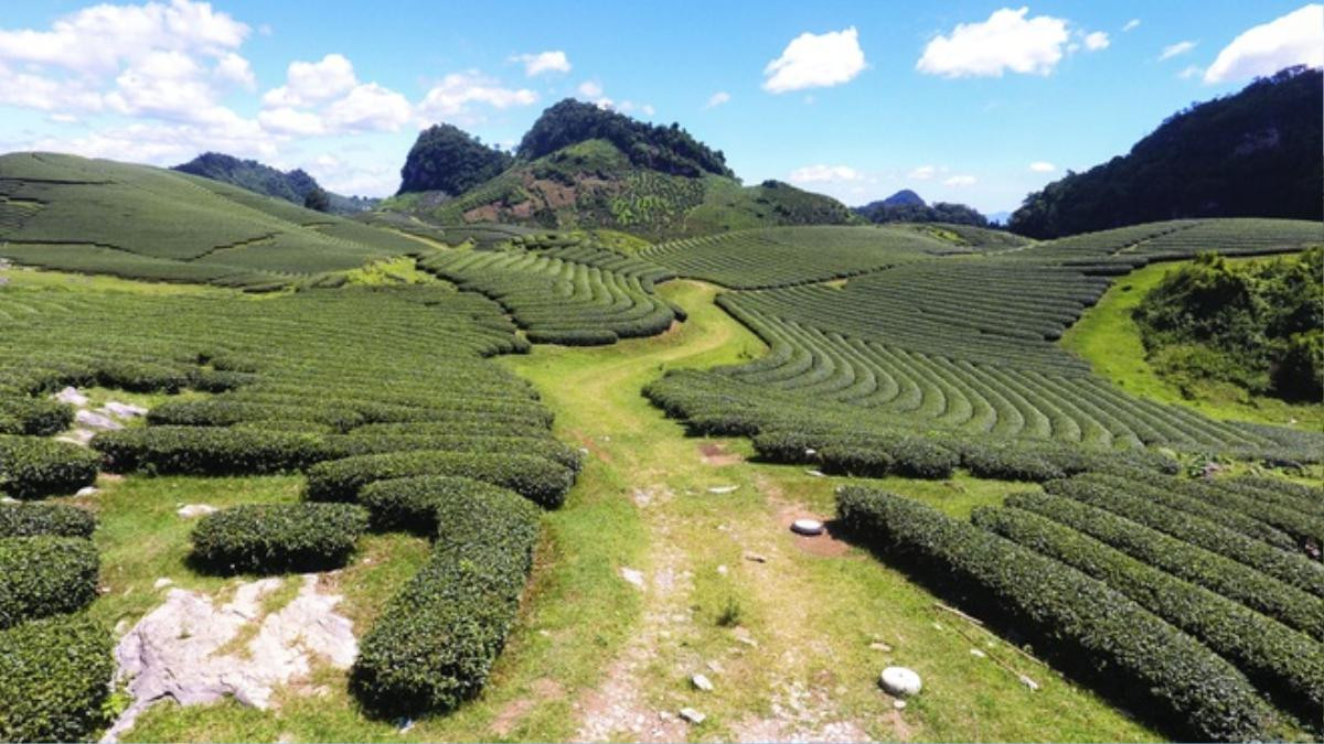 'Mướt mắt' ngắm đồi chè xanh ngắt ở thị trấn Nông trường Mộc Châu Ảnh 3