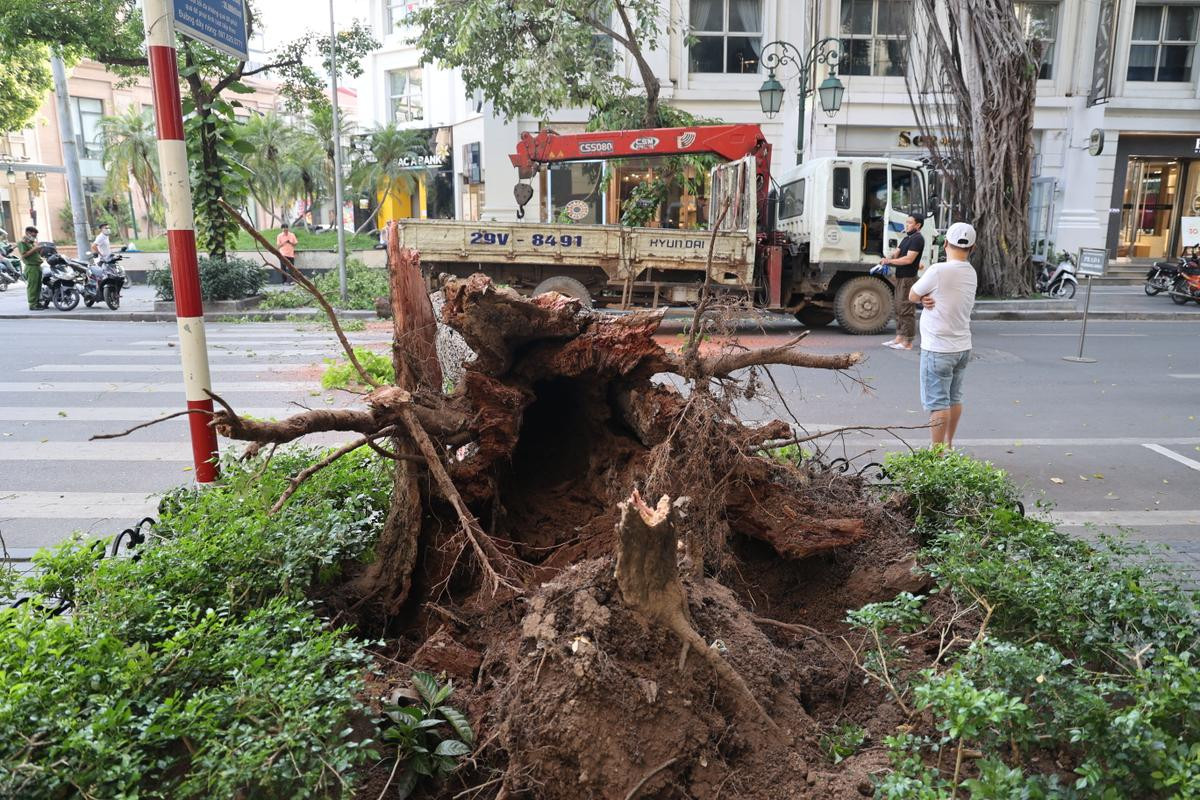 Hà Nội: Cây lớn bất ngờ đổ chắn ngang phố Lý Thái Tổ dù không có mưa to, gió mạnh Ảnh 9