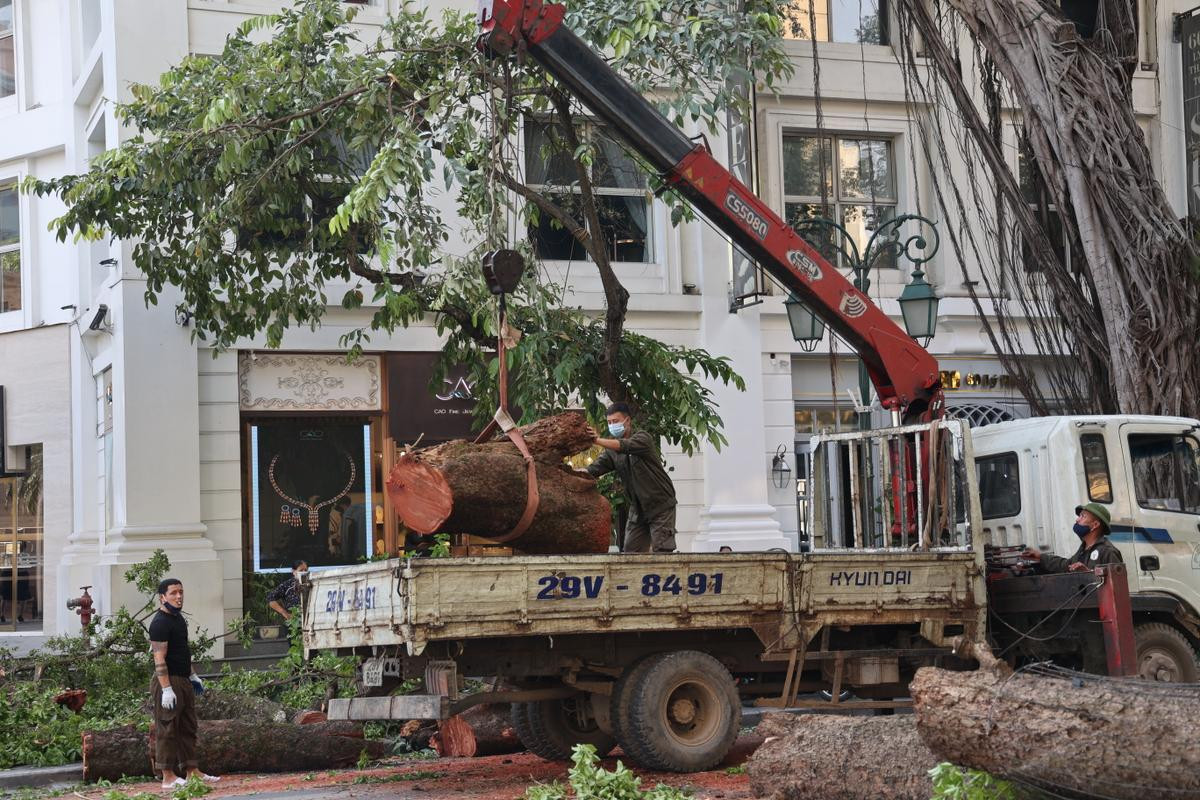 Hà Nội: Cây lớn bất ngờ đổ chắn ngang phố Lý Thái Tổ dù không có mưa to, gió mạnh Ảnh 11