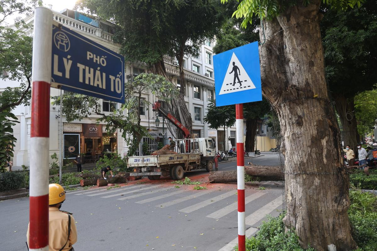 Hà Nội: Cây lớn bất ngờ đổ chắn ngang phố Lý Thái Tổ dù không có mưa to, gió mạnh Ảnh 8