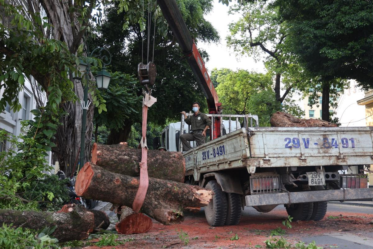 Hà Nội: Cây lớn bất ngờ đổ chắn ngang phố Lý Thái Tổ dù không có mưa to, gió mạnh Ảnh 12