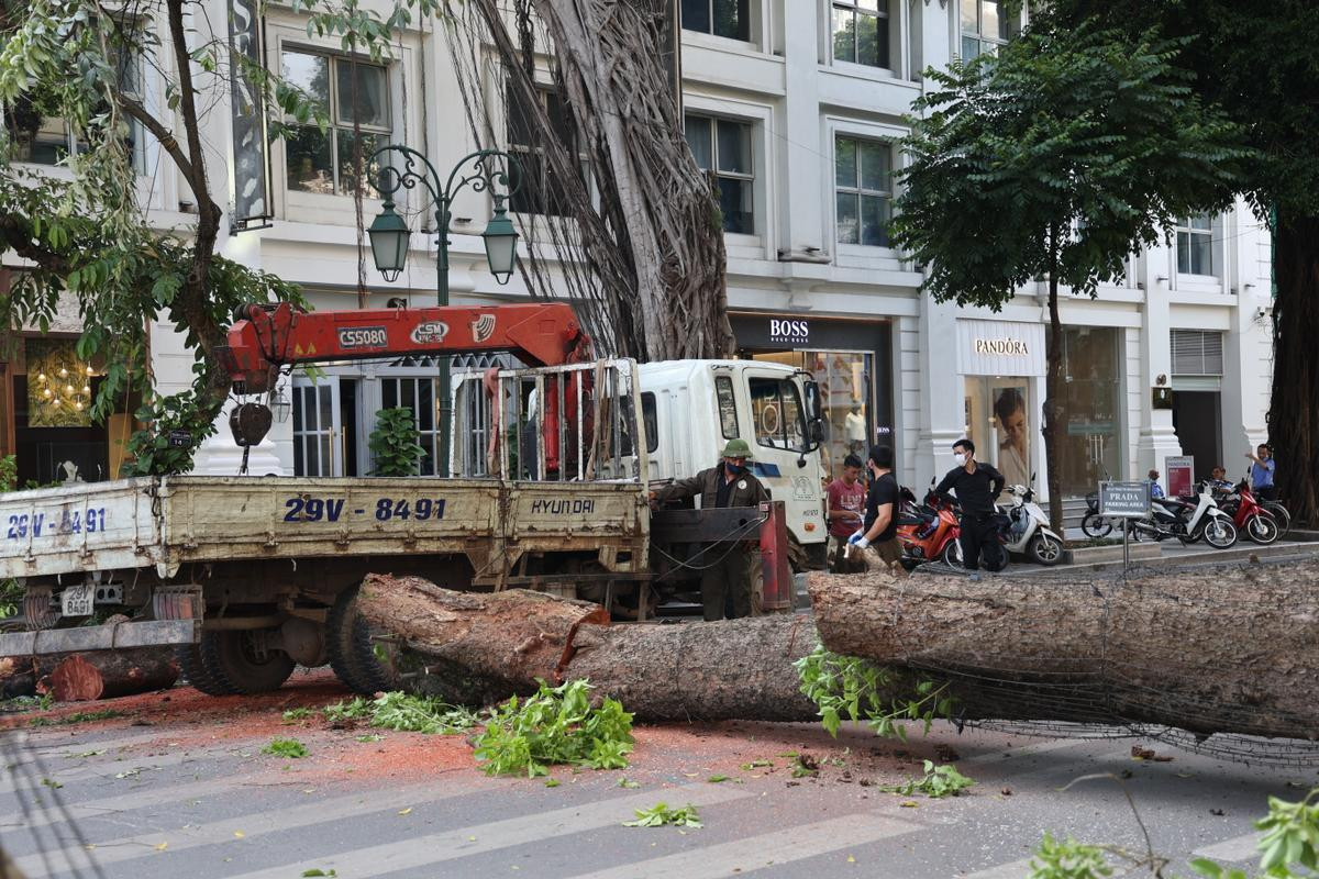 Hà Nội: Cây lớn bất ngờ đổ chắn ngang phố Lý Thái Tổ dù không có mưa to, gió mạnh Ảnh 10