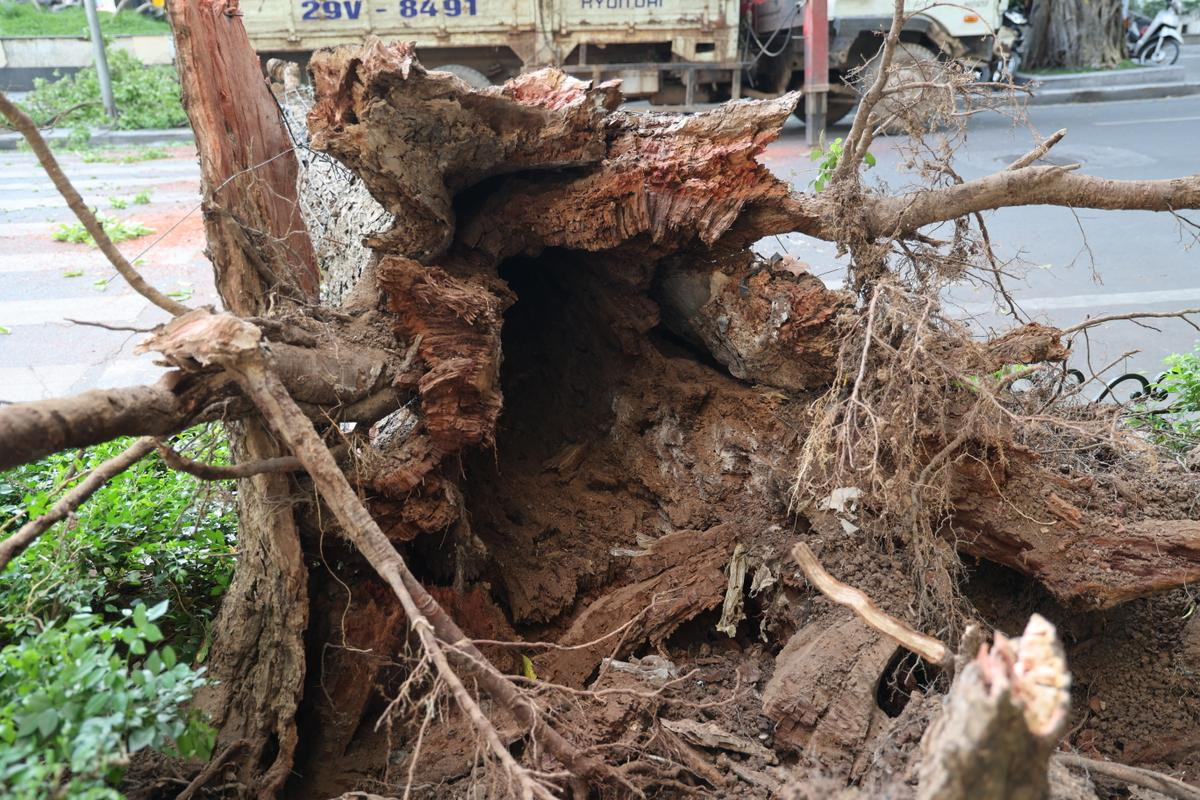 Hà Nội: Cây lớn bất ngờ đổ chắn ngang phố Lý Thái Tổ dù không có mưa to, gió mạnh Ảnh 3