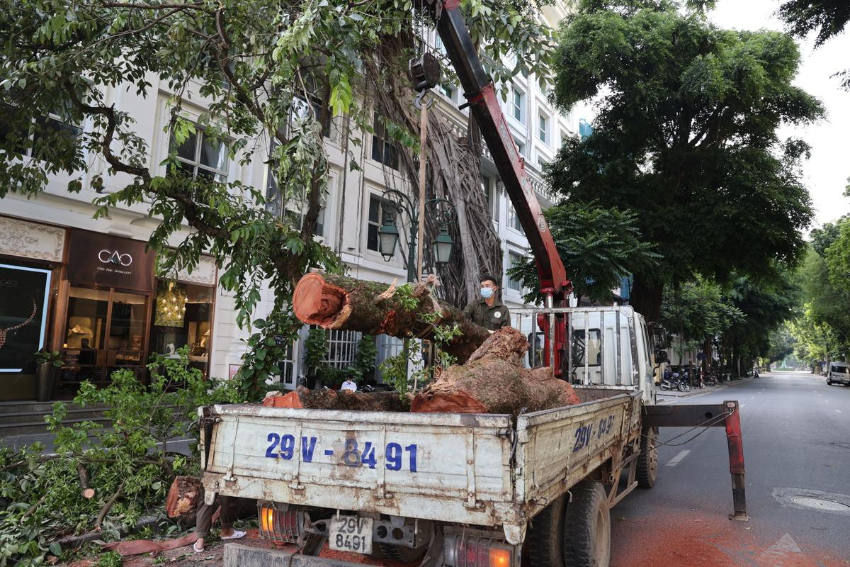 Hà Nội: Cây lớn bất ngờ đổ chắn ngang phố Lý Thái Tổ dù không có mưa to, gió mạnh Ảnh 13