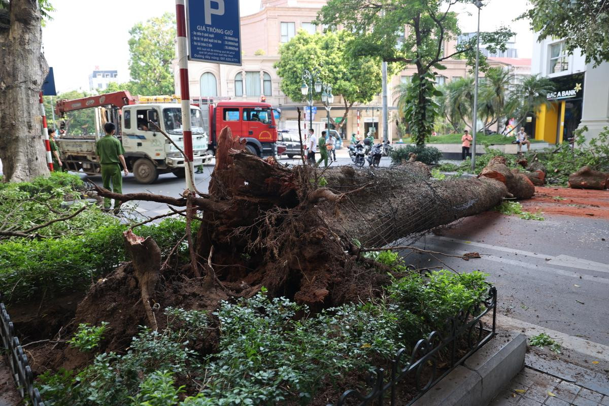 Hà Nội: Cây lớn bất ngờ đổ chắn ngang phố Lý Thái Tổ dù không có mưa to, gió mạnh Ảnh 4