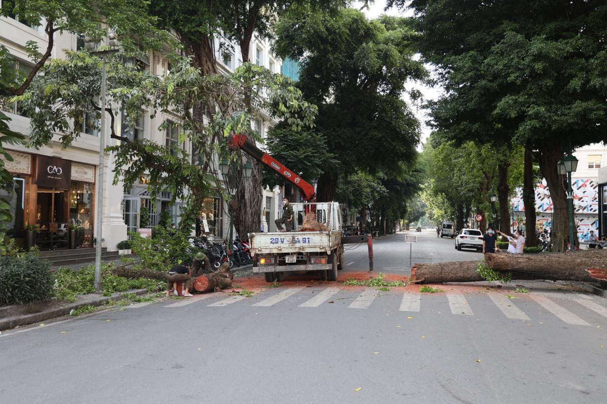 Hà Nội: Cây lớn bất ngờ đổ chắn ngang phố Lý Thái Tổ dù không có mưa to, gió mạnh Ảnh 1