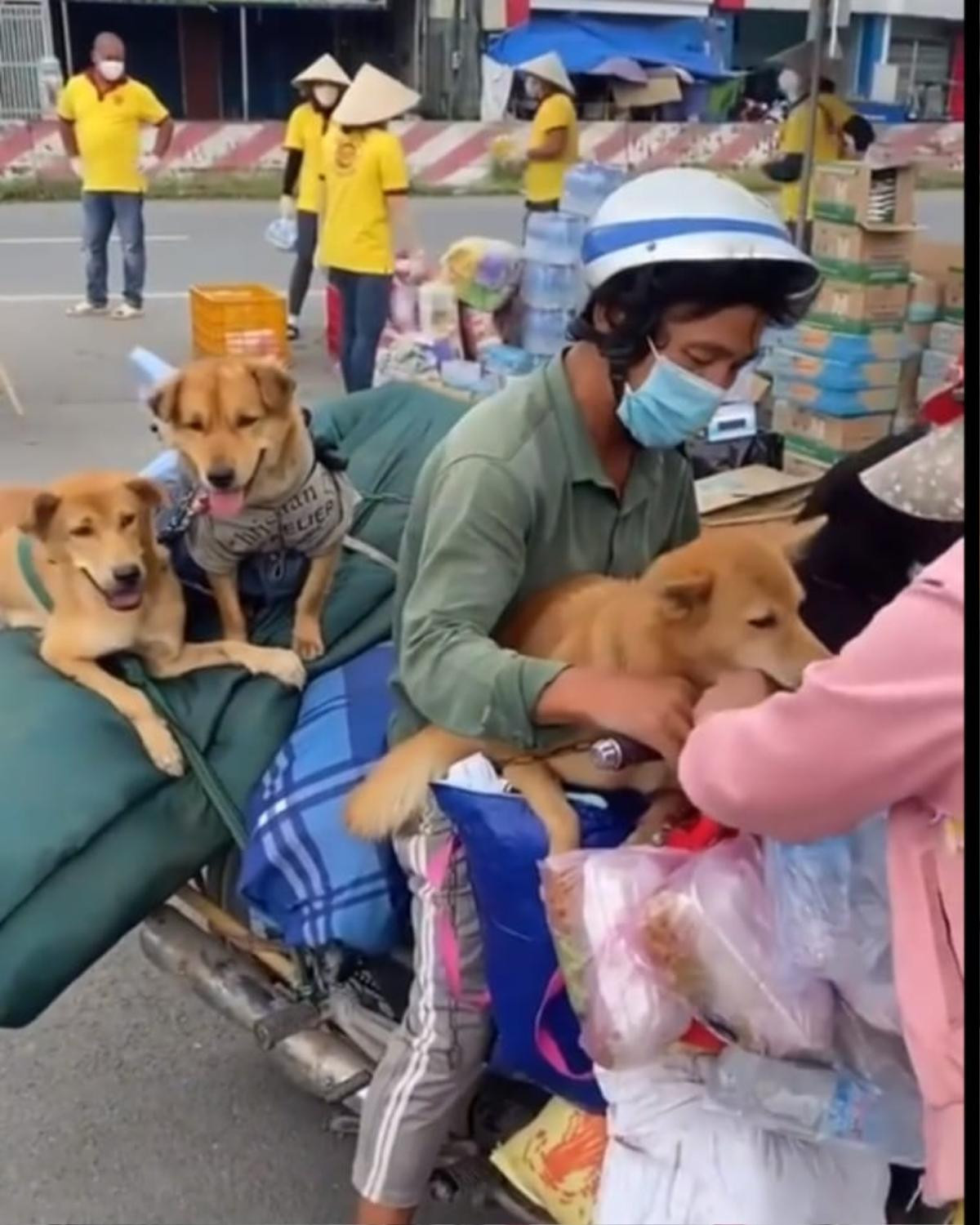 Thông tin mới nhất về vụ tiêu hủy đàn chó ở Cà Mau: 'Do áp lực từ nhiều phía' Ảnh 2