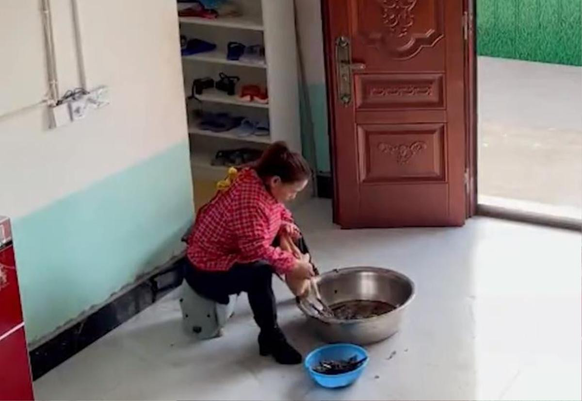 Đang vặt lông gà thì con dâu tương lai tới chơi, hành động 'quá đáng' của bà mẹ khiến dân tình bật cười Ảnh 1