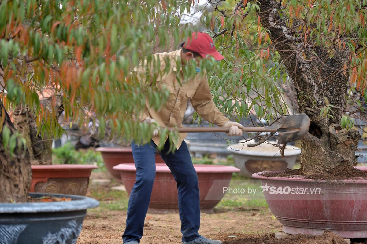 Tết cận kề, người dân Nhật Tân bỏ hàng chục triệu 'tân trang' đào ở công đoạn cuối, chuẩn bị xuống phố Ảnh 6