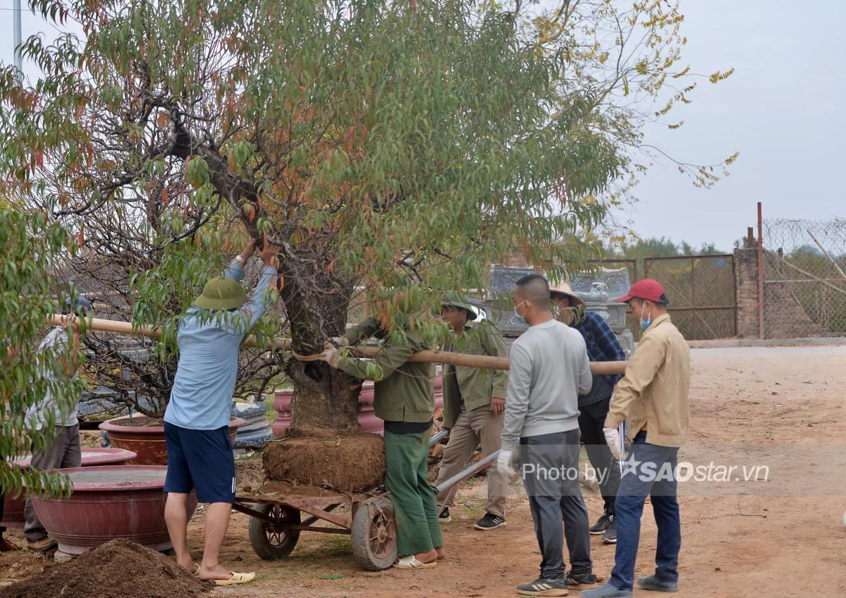 Tết cận kề, người dân Nhật Tân bỏ hàng chục triệu 'tân trang' đào ở công đoạn cuối, chuẩn bị xuống phố Ảnh 13