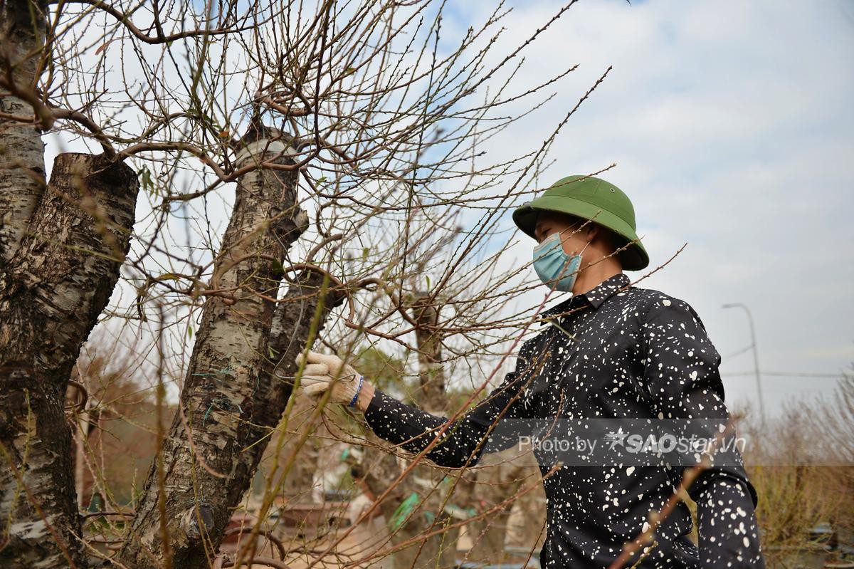 Tết cận kề, người dân Nhật Tân bỏ hàng chục triệu 'tân trang' đào ở công đoạn cuối, chuẩn bị xuống phố Ảnh 3