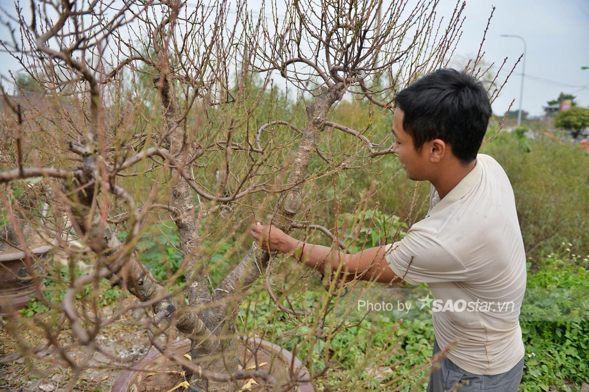 Tết cận kề, người dân Nhật Tân bỏ hàng chục triệu 'tân trang' đào ở công đoạn cuối, chuẩn bị xuống phố Ảnh 10