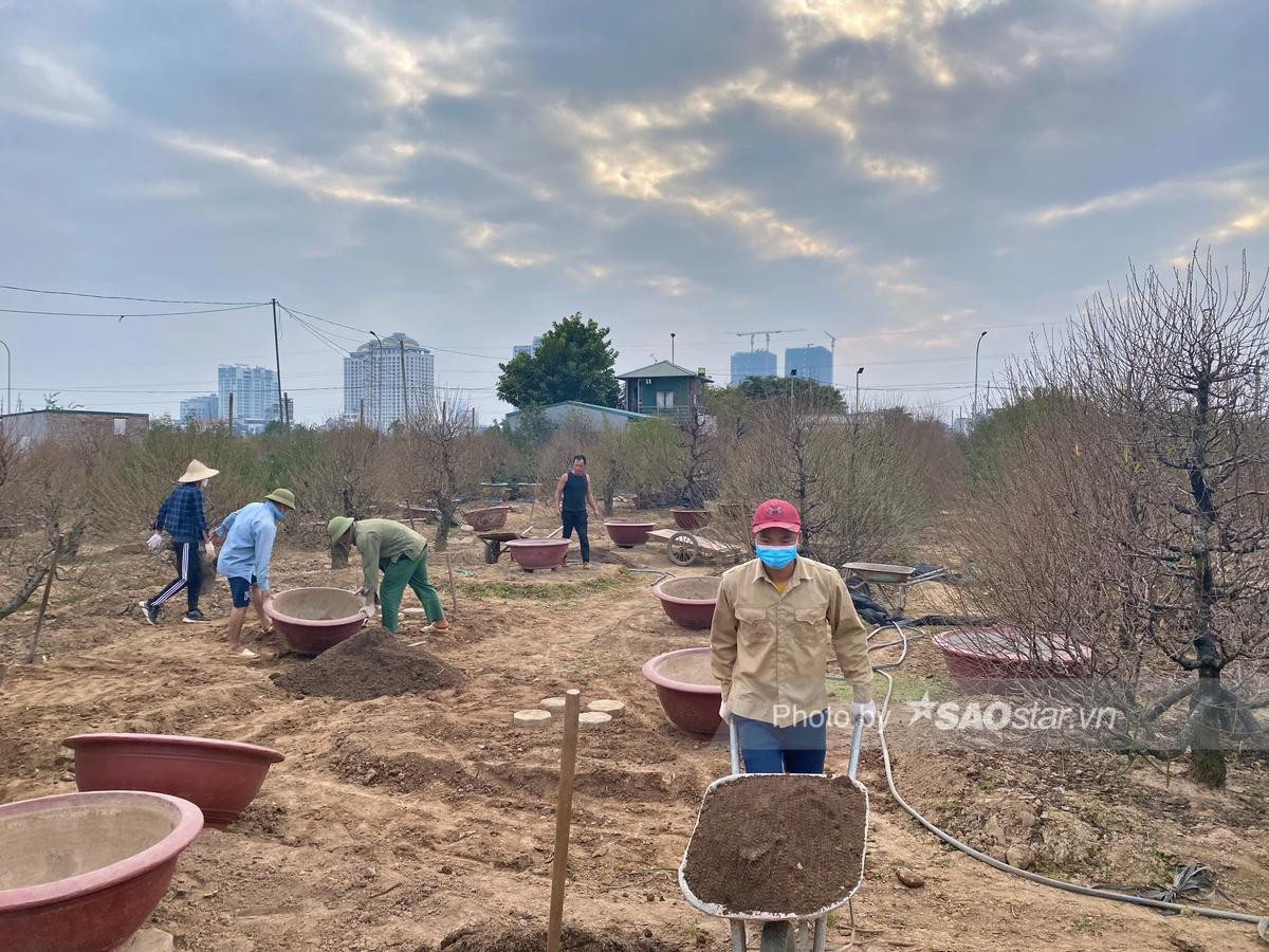 Tết cận kề, người dân Nhật Tân bỏ hàng chục triệu 'tân trang' đào ở công đoạn cuối, chuẩn bị xuống phố Ảnh 11