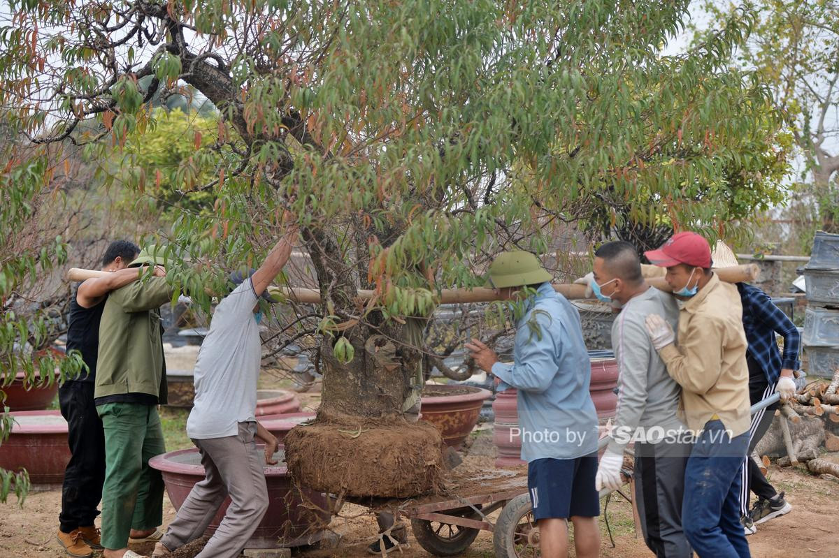 Tết cận kề, người dân Nhật Tân bỏ hàng chục triệu 'tân trang' đào ở công đoạn cuối, chuẩn bị xuống phố Ảnh 14