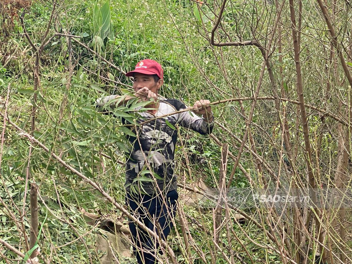 Tết cận kề, người dân Nhật Tân bỏ hàng chục triệu 'tân trang' đào ở công đoạn cuối, chuẩn bị xuống phố Ảnh 5