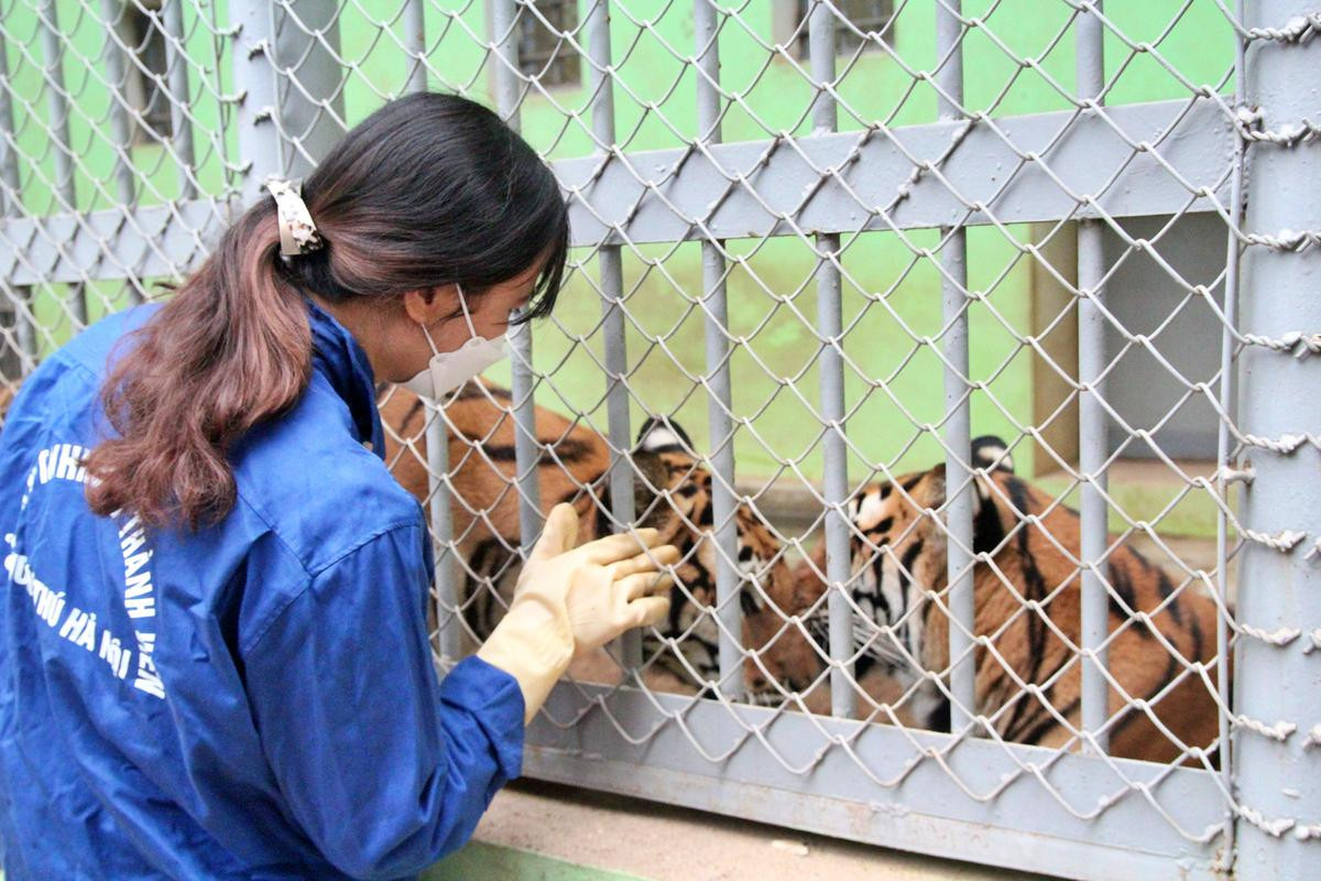 Xuân Nhâm Dần và người phụ nữ hàng chục năm chăm hổ như con: 'Cơm Tết có thể hoãn, hổ phải ăn đúng giờ' Ảnh 1