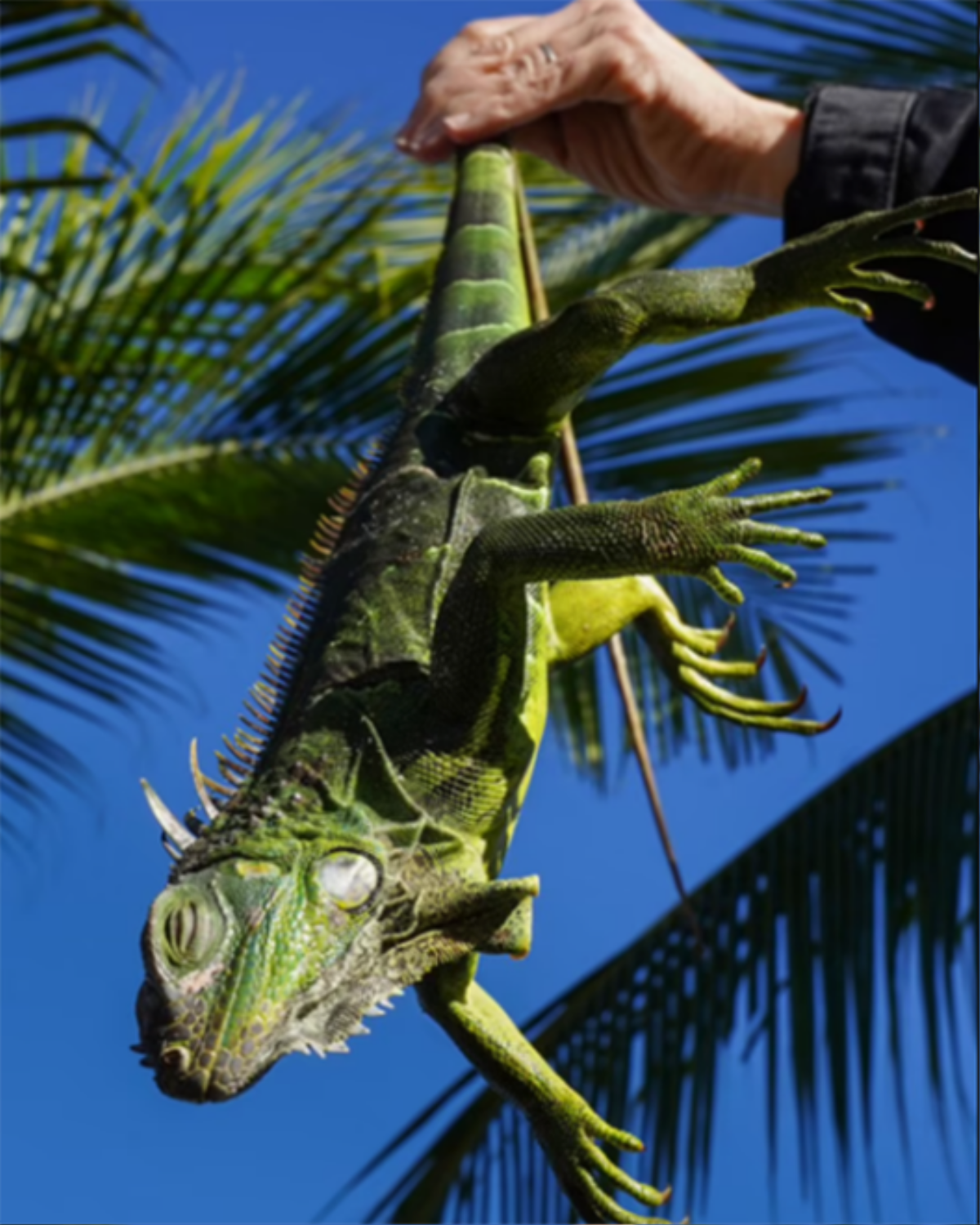 Rét kỷ lục ở Florida: Rồng Nam Mỹ đóng băng, 'rụng' như trái trên cành Ảnh 2