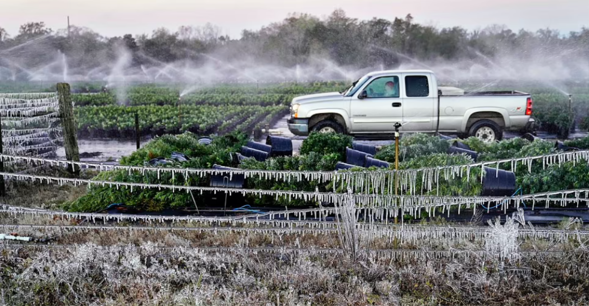 Rét kỷ lục ở Florida: Rồng Nam Mỹ đóng băng, 'rụng' như trái trên cành Ảnh 1