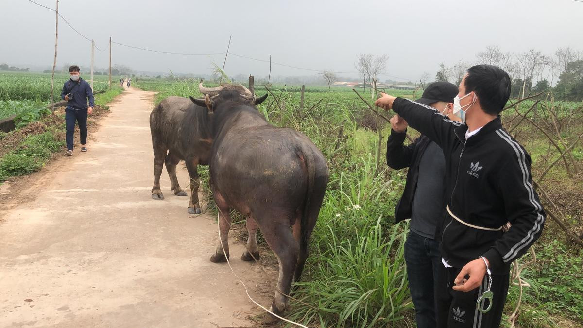 Bắt giữ hai thanh niên chuyên trộm trâu bò về mở trang trại chăn nuôi ở Phú Thọ Ảnh 2