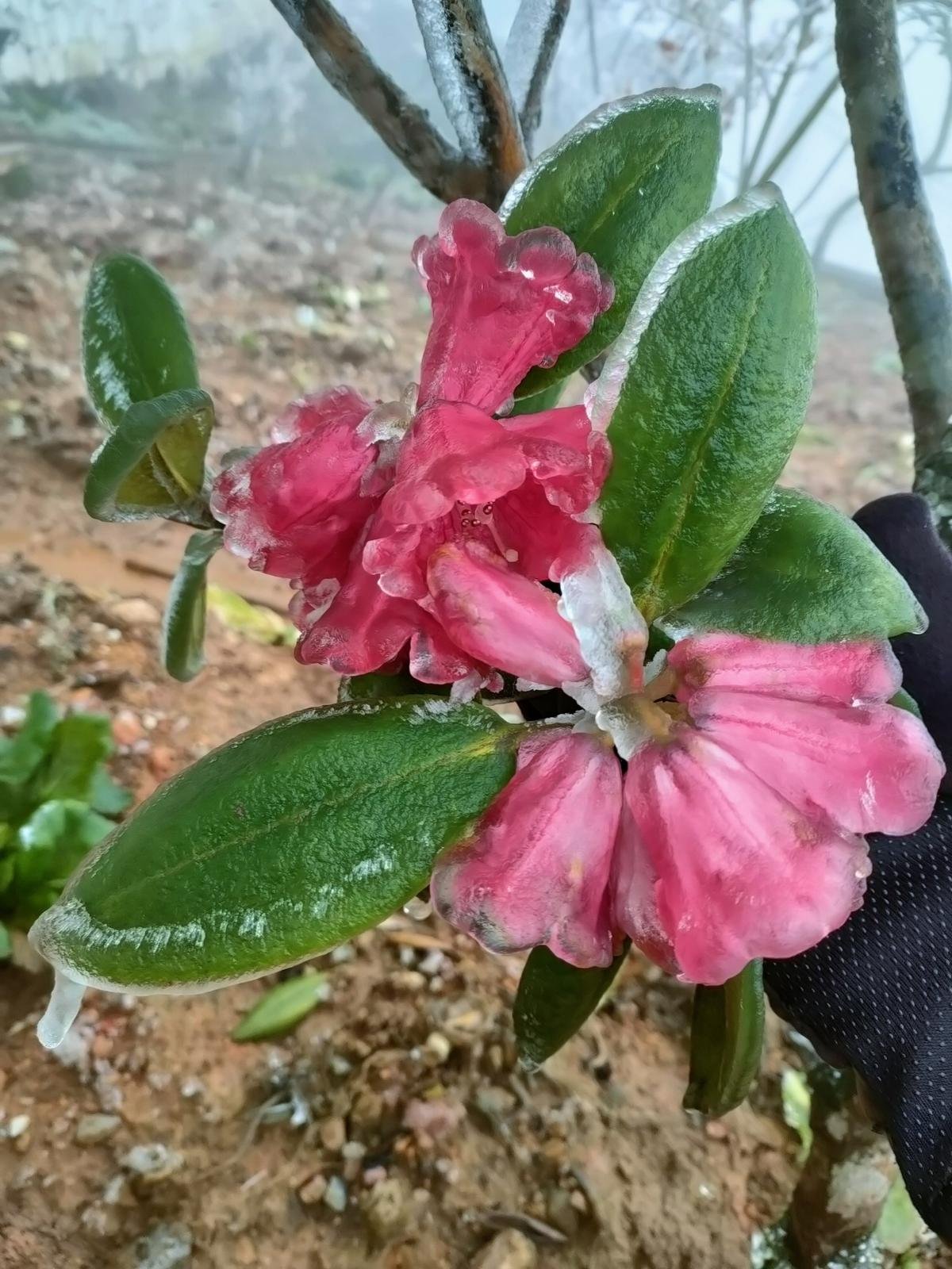 Rét nàng Bân, băng giá phủ kín đỉnh Fansipan: Chiêm ngưỡng khung cảnh tuyệt đẹp tại 'nóc nhà Đông Dương' Ảnh 11