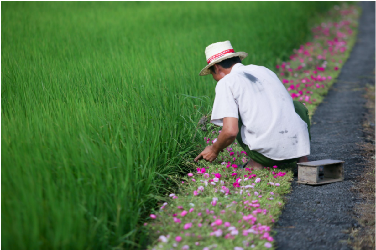 Cùng chiêm ngưỡng vẻ đẹp của con đường trải đầy hoa mười giờ: địa điểm check in cuối tuần của giới trẻ Ảnh 5