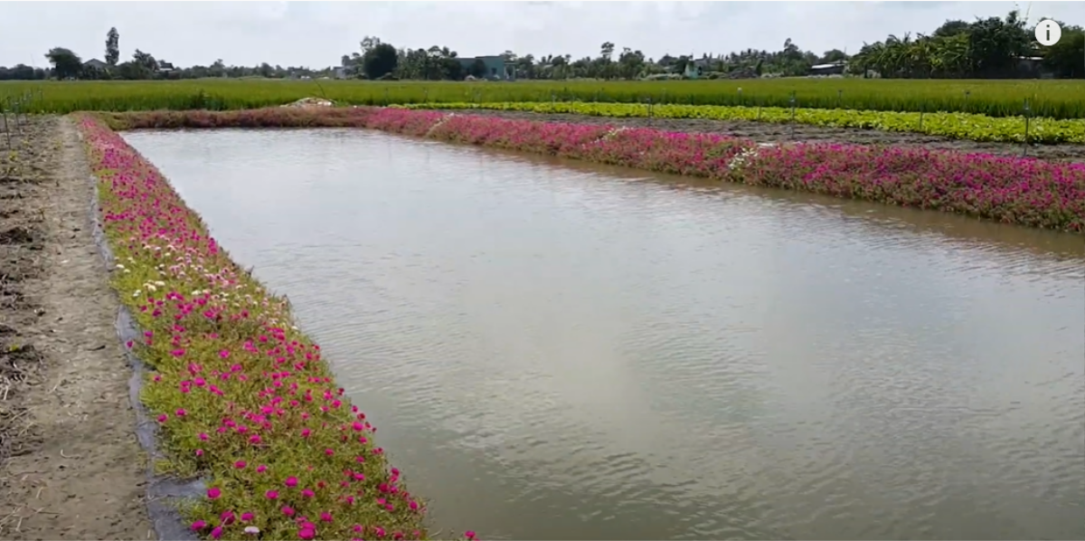 Cùng chiêm ngưỡng vẻ đẹp của con đường trải đầy hoa mười giờ: địa điểm check in cuối tuần của giới trẻ Ảnh 6