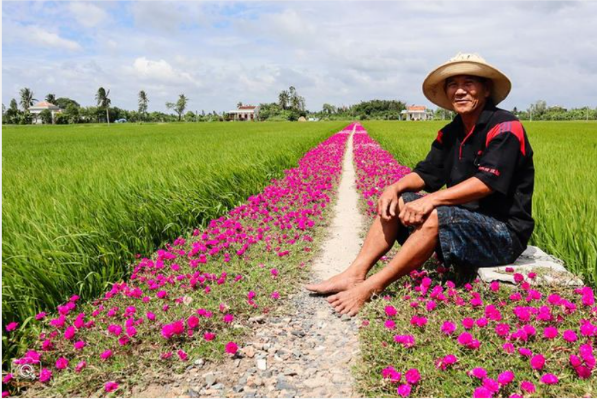 Cùng chiêm ngưỡng vẻ đẹp của con đường trải đầy hoa mười giờ: địa điểm check in cuối tuần của giới trẻ Ảnh 3