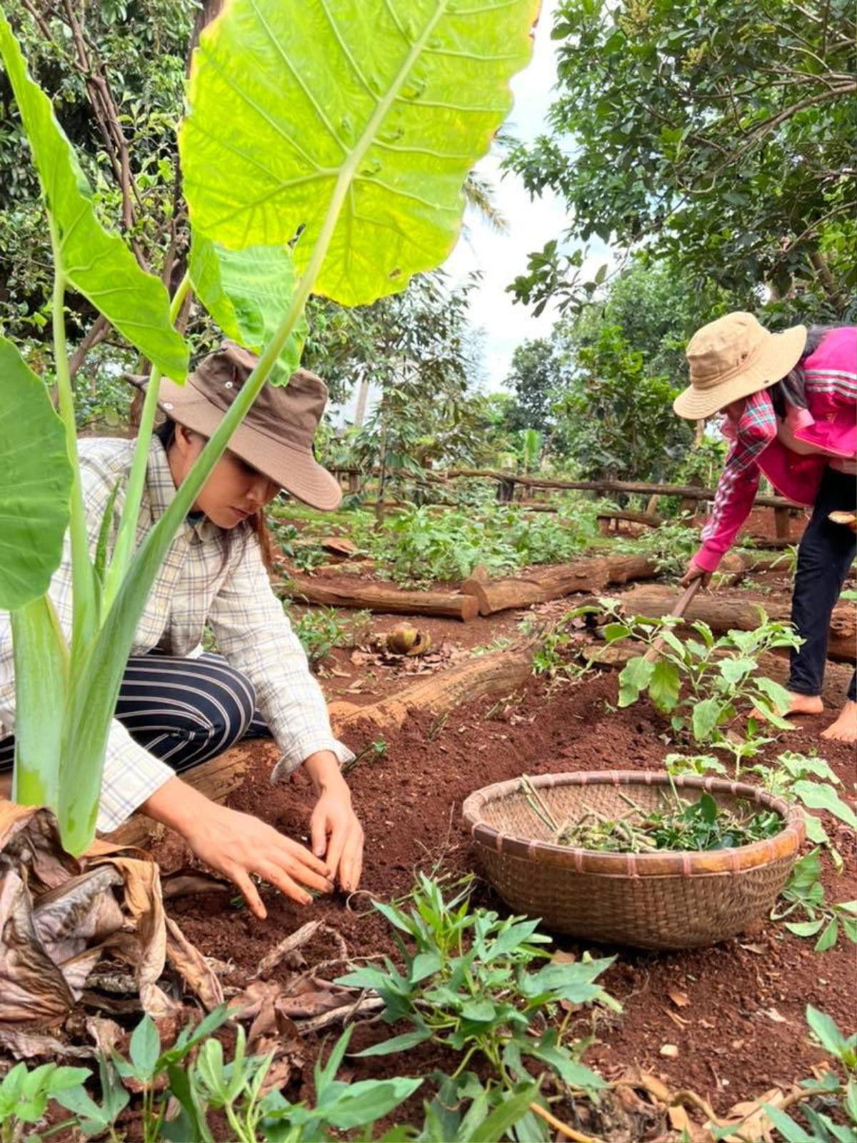 Góc tự hào, H'Hen Niê gác lại danh hiệu Top 5 Hoàn vũ, về quê hóa thôn nữ trồng rau cùng buôn làng Ảnh 6