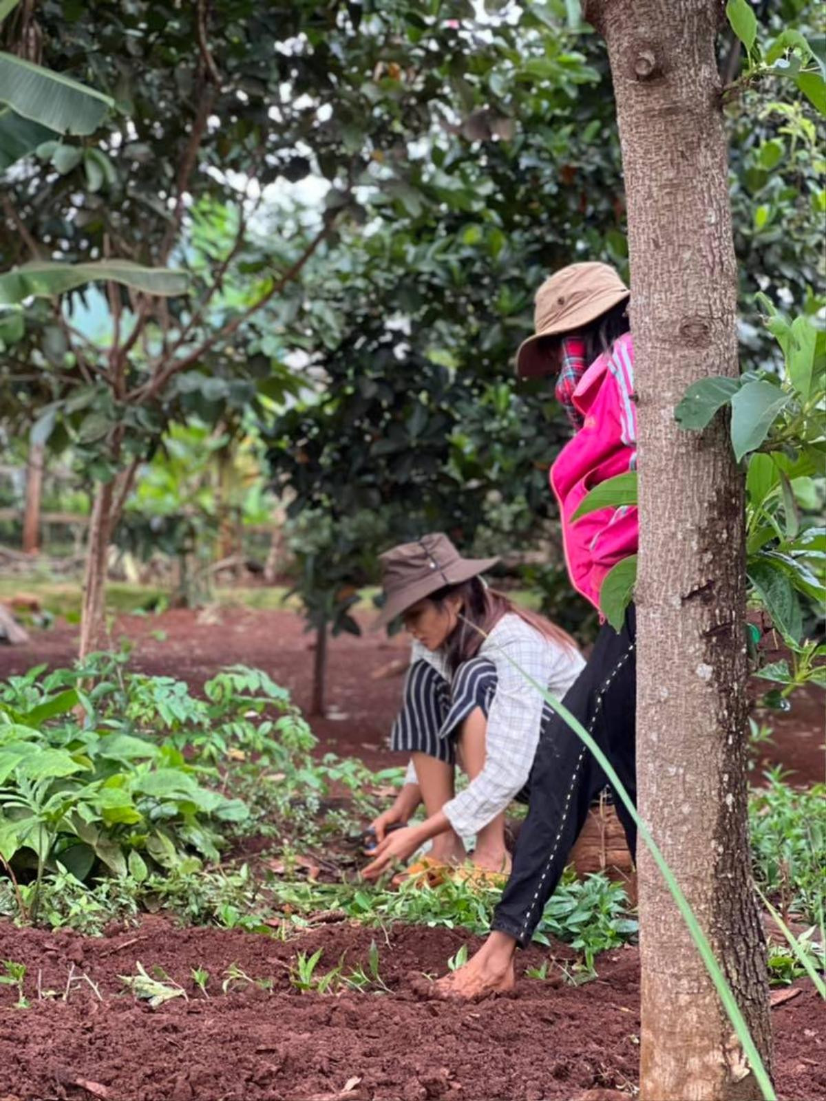 Góc tự hào, H'Hen Niê gác lại danh hiệu Top 5 Hoàn vũ, về quê hóa thôn nữ trồng rau cùng buôn làng Ảnh 3