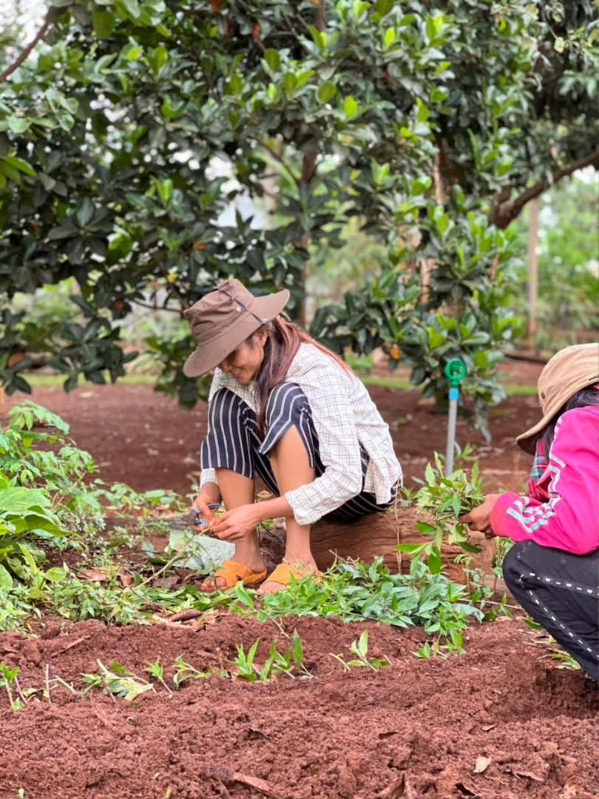 Góc tự hào, H'Hen Niê gác lại danh hiệu Top 5 Hoàn vũ, về quê hóa thôn nữ trồng rau cùng buôn làng Ảnh 2