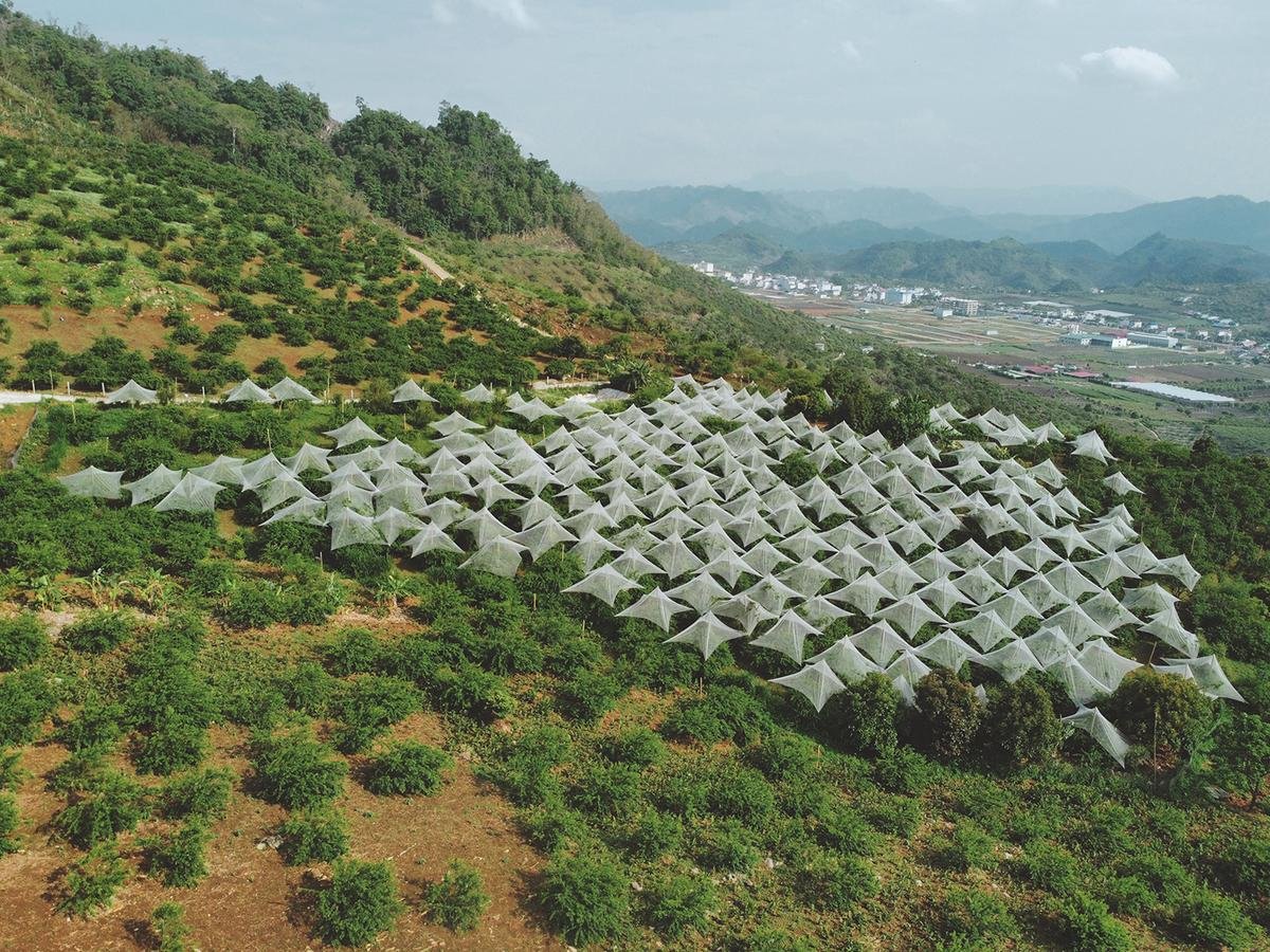 Mùa hè đến, Mộc Châu đón chào du khách bằng một mùa mận trĩu quả Ảnh 5