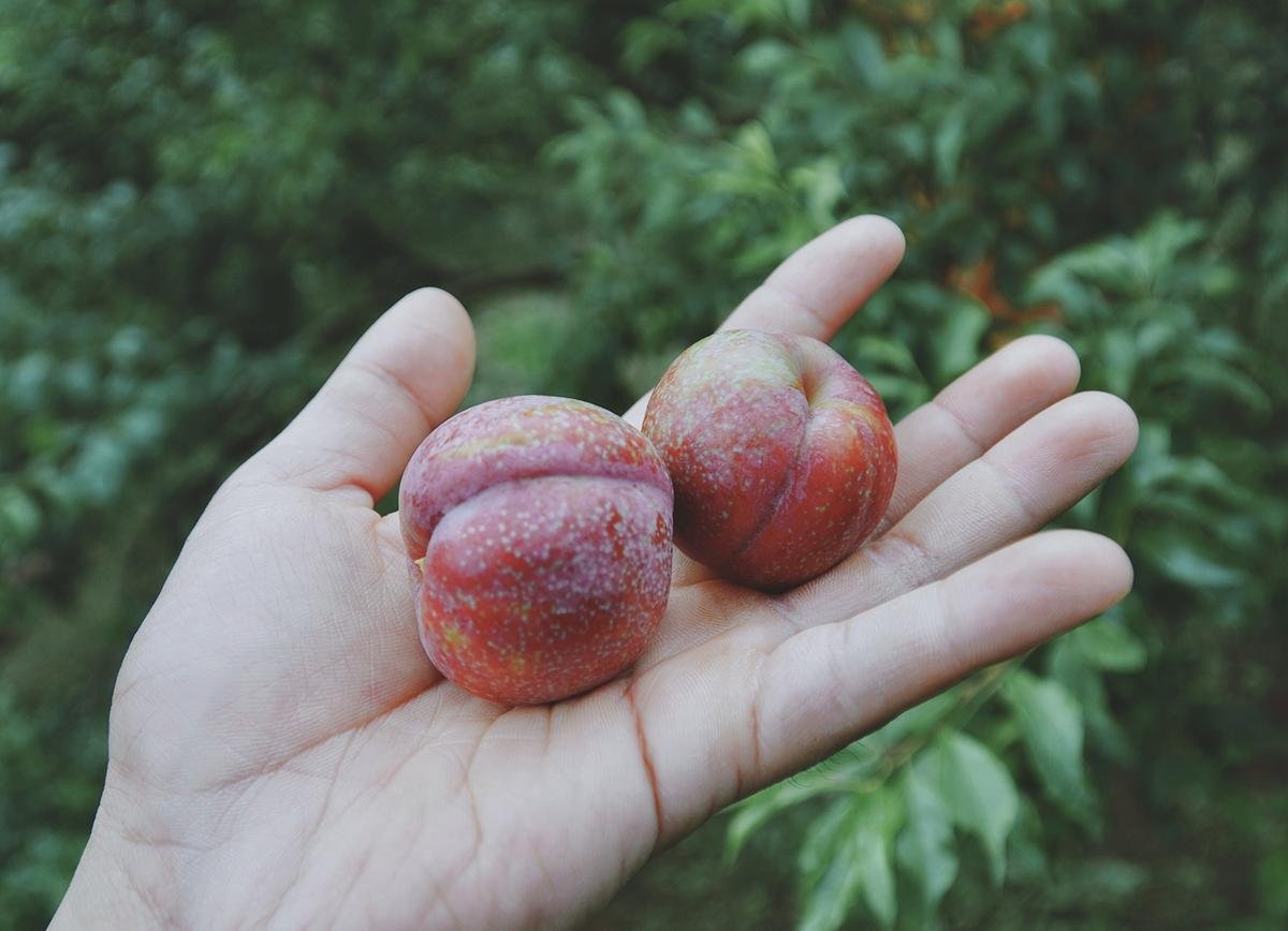 Mùa hè đến, Mộc Châu đón chào du khách bằng một mùa mận trĩu quả Ảnh 2