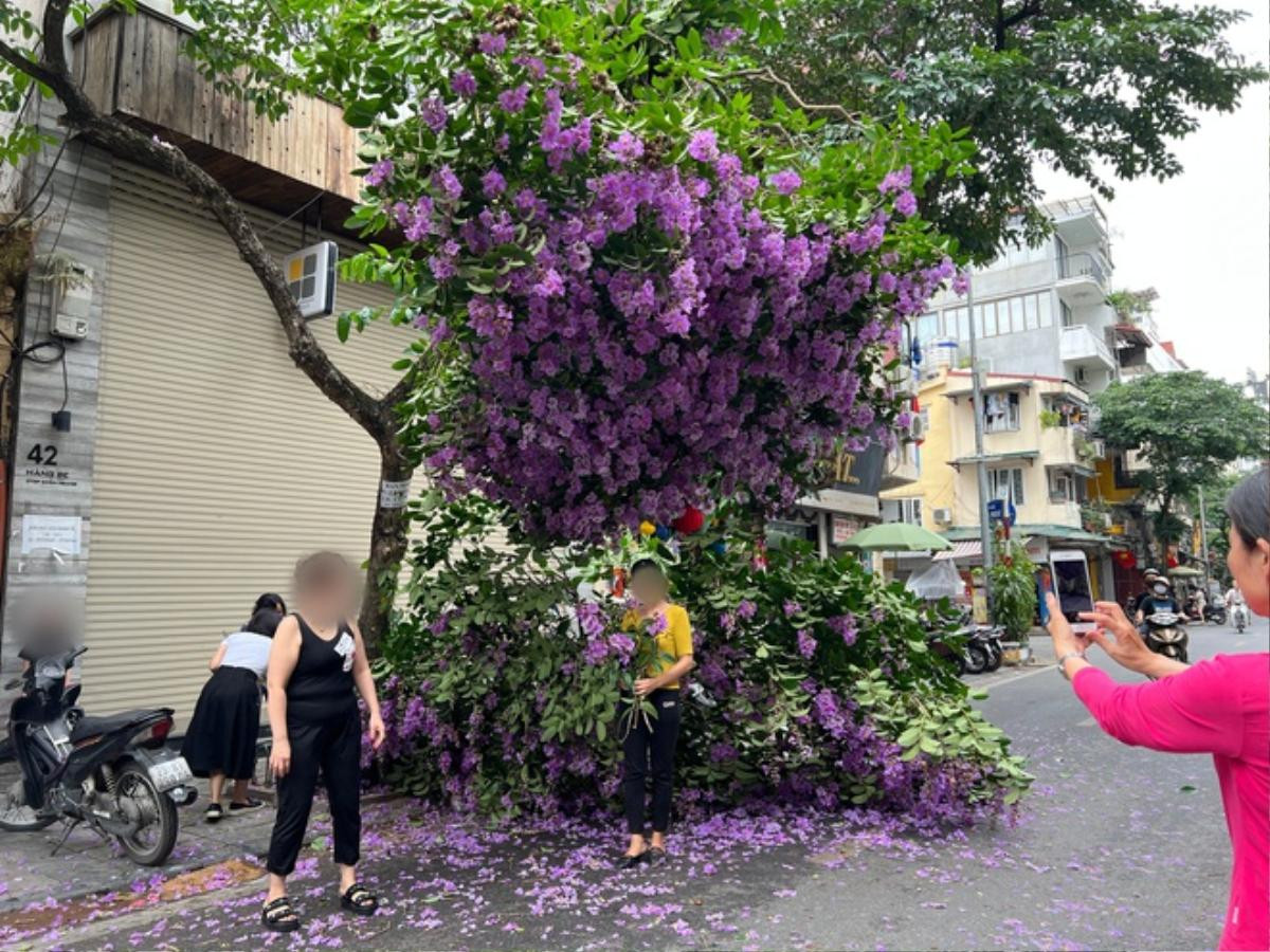 Đằng sau địa điểm 'sống ảo' từ cây bằng lăng tím bị gãy: Phường kịp thời xử lí Ảnh 3