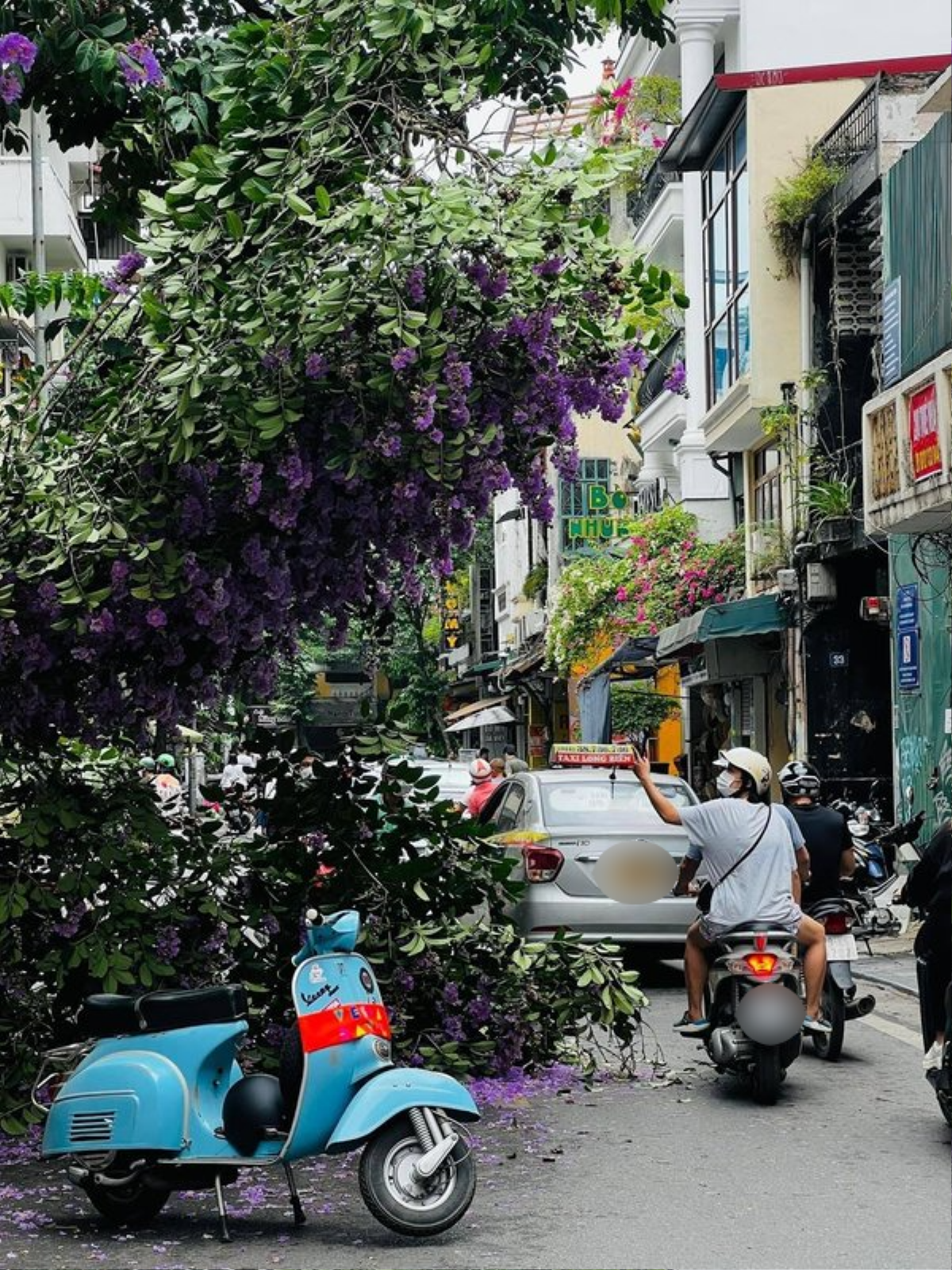 Đằng sau địa điểm 'sống ảo' từ cây bằng lăng tím bị gãy: Phường kịp thời xử lí Ảnh 2