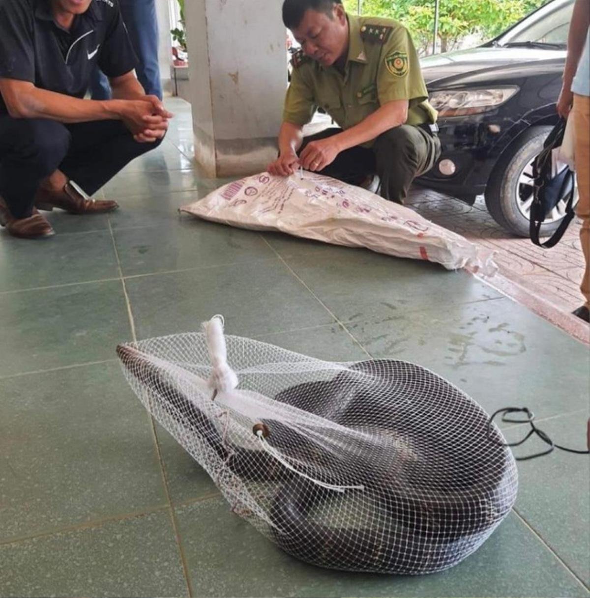 Thấy rắn hổ mang chúa dài hơn 3m lang thang trong trường, học sinh và giáo viên liền có hành động gan dạ Ảnh 2