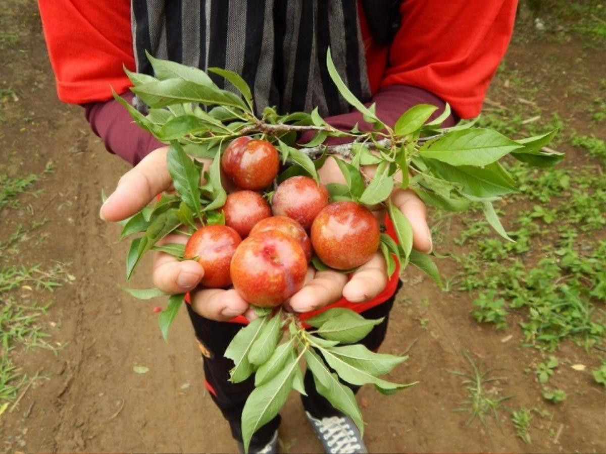 Mộc Châu những ngày tháng 5 - rộn ràng đón lễ hội hái mận 'lớn nhất Vịnh Bắc Bộ Ảnh 4