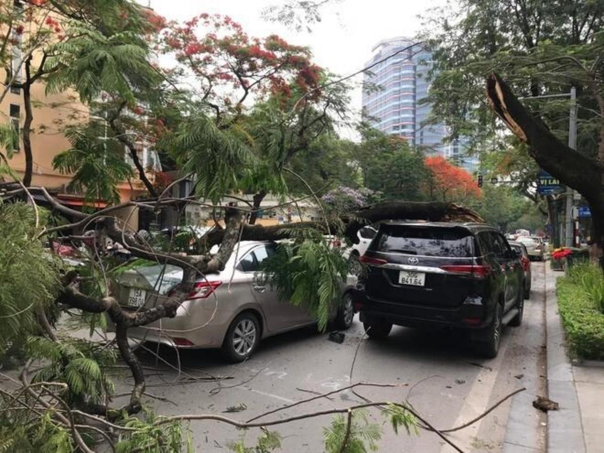 Cây phượng lâu năm trên phố Hà Nội bất ngờ gãy, đè lên 2 ô tô đang di chuyển Ảnh 1