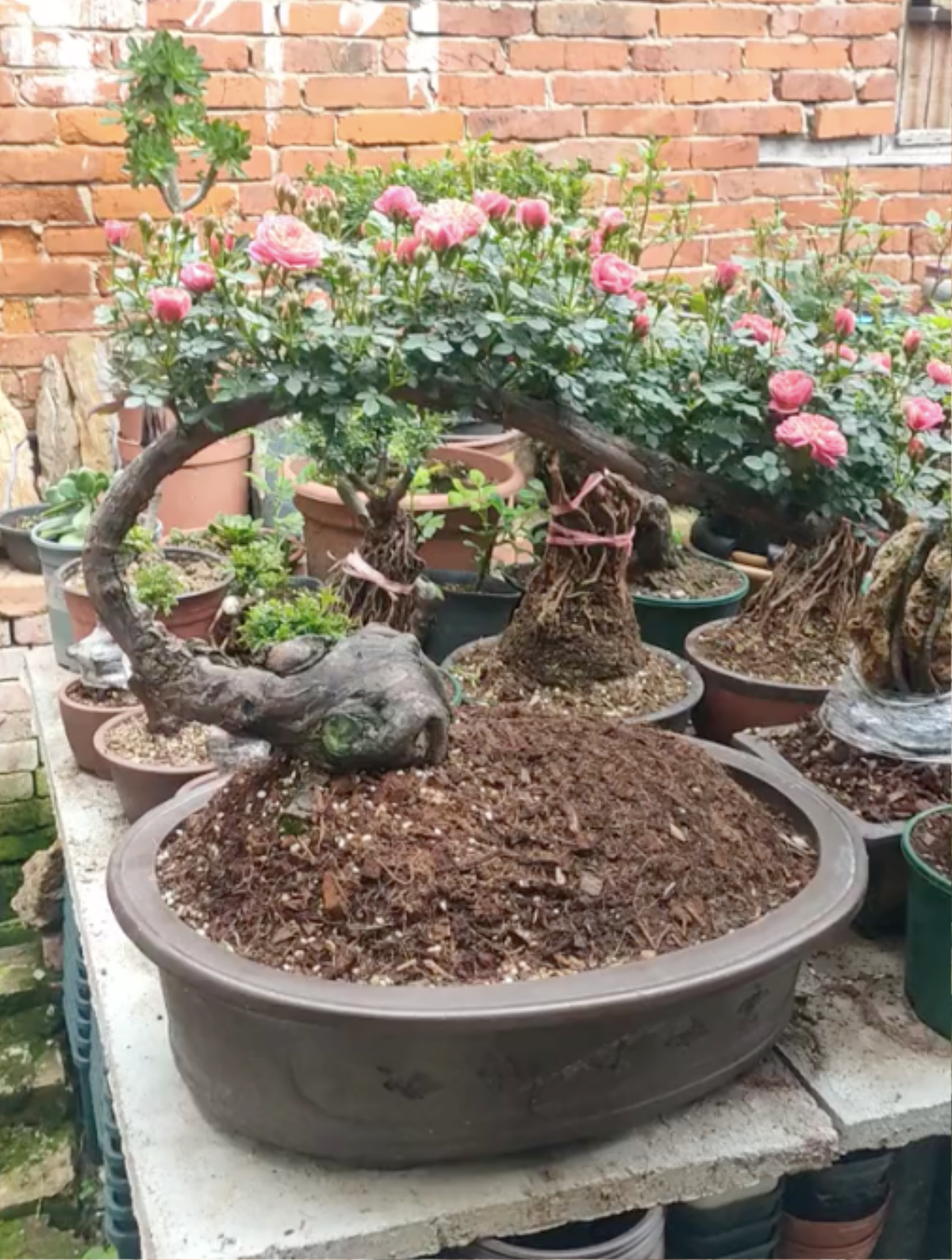 Xuất hiện cây hoa hồng bonsai khiến netizen trầm trồ: 'Chưa bao giờ thấy cây hồng nào đẹp thế' Ảnh 1