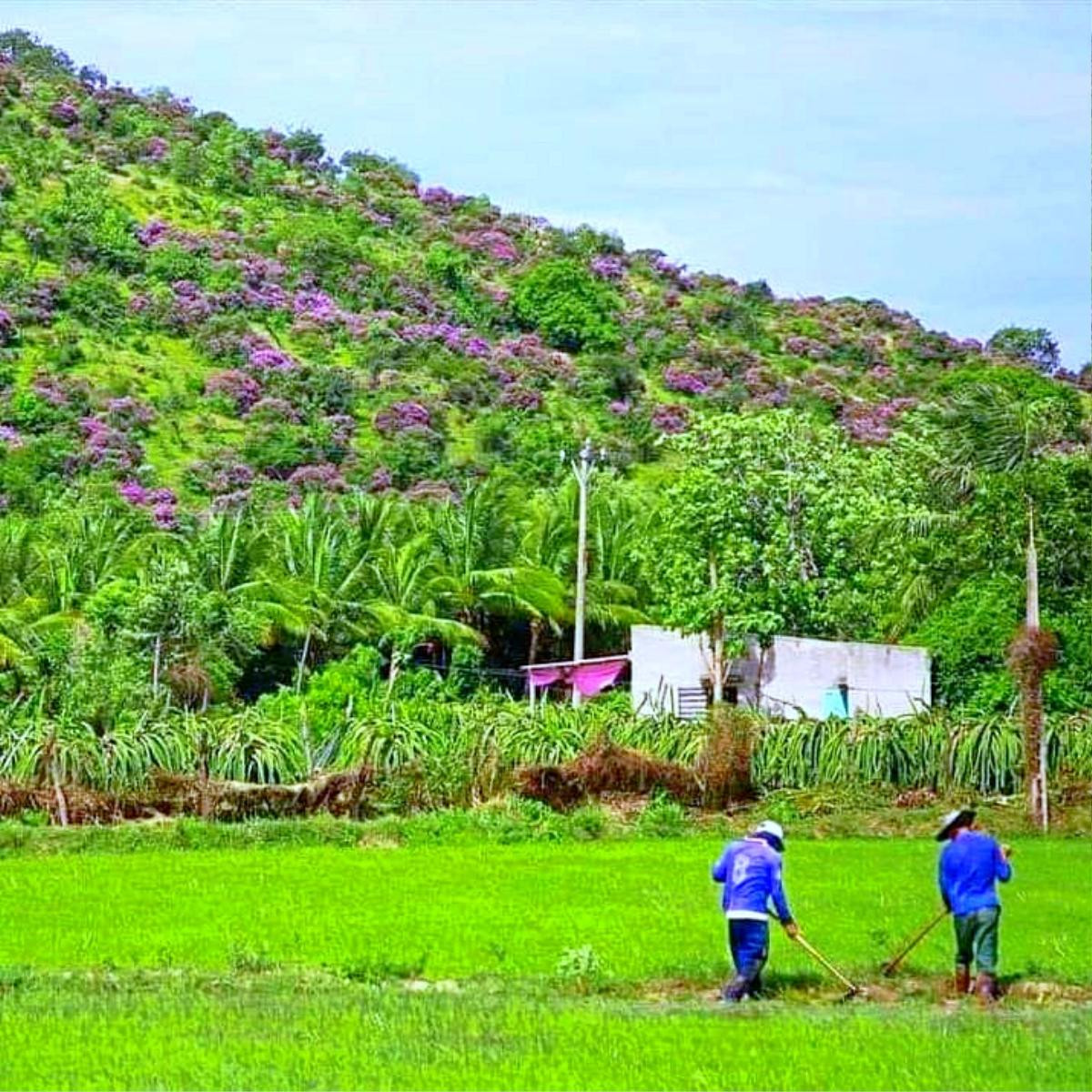 Xiêu lòng trước vẻ đẹp nên thơ của rừng hoa bằng lăng ở Bình Thuận Ảnh 5