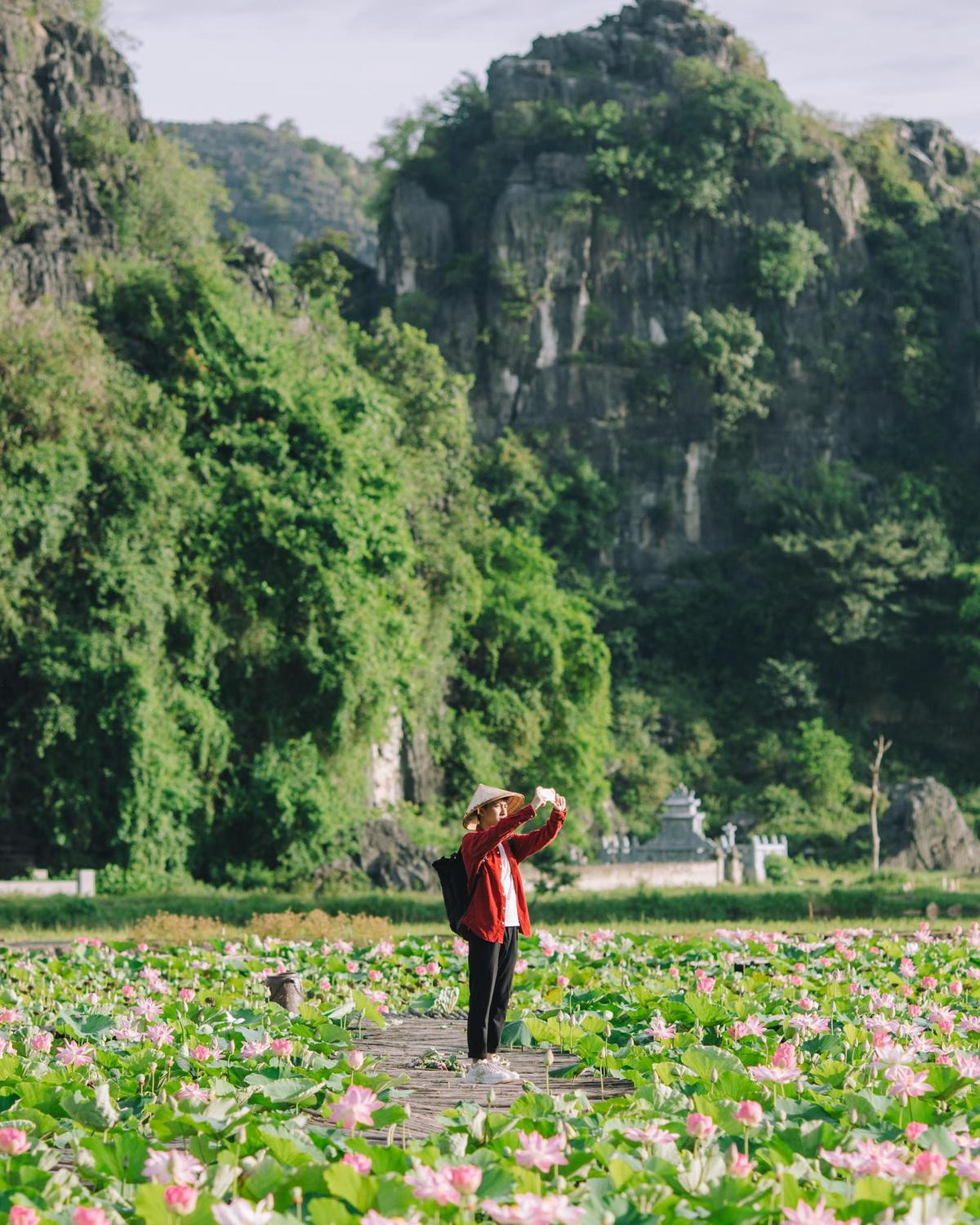 Mùa sen nở ở Hang Múa đẹp như tiên cảnh chốn nhân gian Ảnh 7