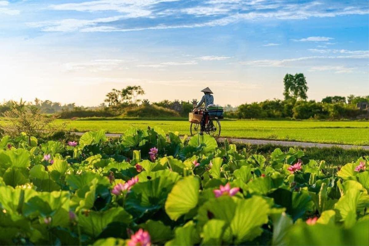 'Thương nhớ' một mùa sen về trên Cố đô Huế Ảnh 1