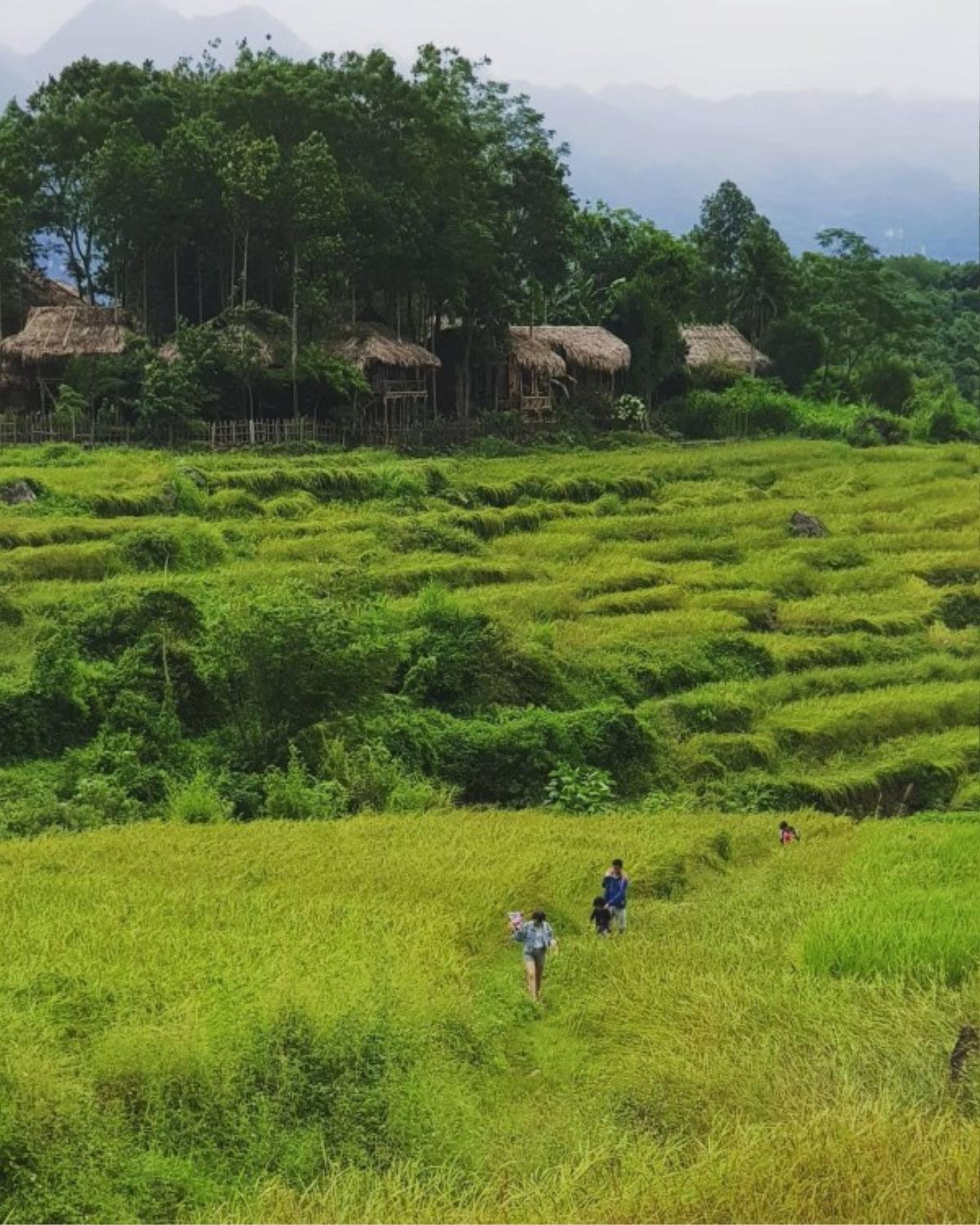 Có một Pù Luông mùa lúa chín đẹp đến xiêu lòng Ảnh 5